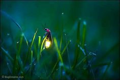 Firefly